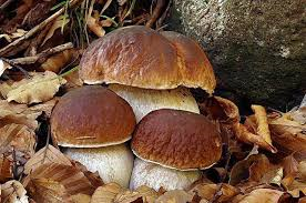 Immagine Tesserino online per raccolta funghi